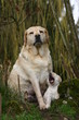 la pose de la maman labrador et de son chiot la pose de la maman labrador et de son chiot