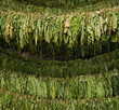 Classical way of drying tobacco Classical way of drying tobacco