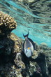 Red Sea Surgeonfish