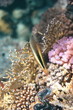 Freckled hawkfish