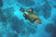 Titan triggerfish