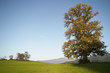 Kastanienbaum im Herbst