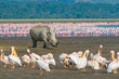 rhino in lake nakuru national park, kenya rhino in lake nakuru national park, kenya