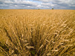 Landscape with cornfield under dramatic leaden sky