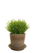 bamboo en pot de fleur