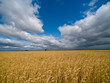 Landscape with cornfield under dramatic leaden sky