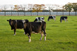 Cows in a field Cows in a field
