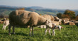 Schaf und Lamm