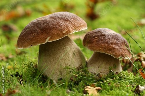 Photo: Two mushrooms Two mushrooms