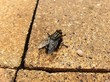 mosca