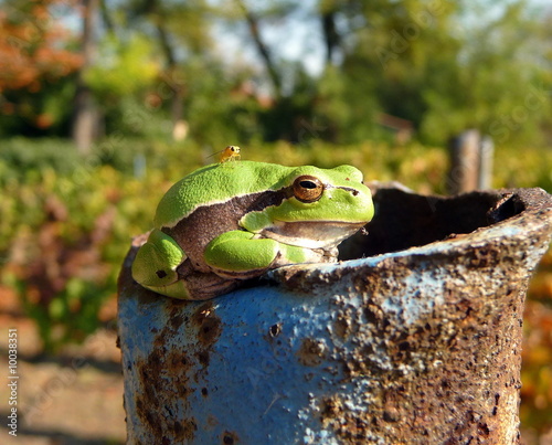 Photo: Blattfrosch Blattfrosch