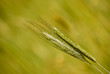 Foto: Two rye ears Two rye ears