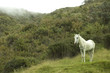 Caballo