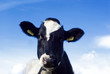 Dutch black and white cow against a blue sky. Dutch black and white cow against a blue sky.