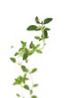Thyme
