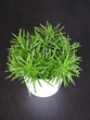plante
