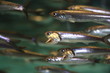 Fische im Schwarm