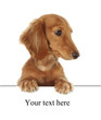 Cute dachshund, studio isolated. Cute dachshund, studio isolated.