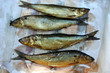 Smoked mackerels on the market Smoked mackerels on the market