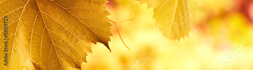 yellow red foliage banner background with vivid colors