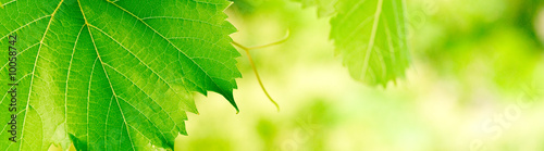 Photo: green foliage banner background with vivid colors green foliage banner background with vivid colors