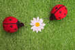 Ladybirds and a daisy