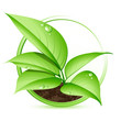 Plante verte