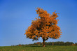 herbst