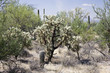 Jumping cholla Saguaro NP USA