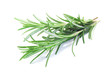 fresh rosemary isolated on white