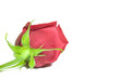 Beautiful red rose isolated on a white background