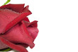 beautiful red rose with water droplets