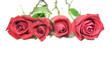 Beautiful red roses on a white background
