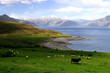peaceful rural new zealand