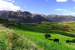 peaceful rural new zealand