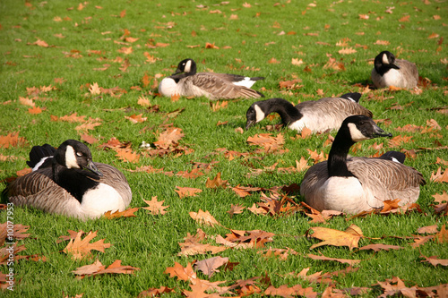 Canadagänse im Herbst