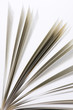 book pages on white background close-up book pages on white background close-up