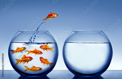 Photo: goldfish jumping out of the water goldfish jumping out of the water