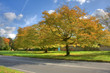 Autumn Colours