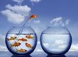 goldfish jumping out of the water from a  crowded bowl