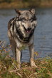 wolf canis lupus