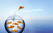 goldfish jumping out of the water from a crowded bowl goldfish jumping out of the water from a crowded bowl