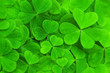 background from green clover leaf
