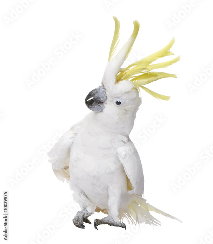 Sulphur-crested Cockatoo in front of a white background