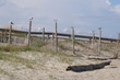 Seaguls at the Beach Collection