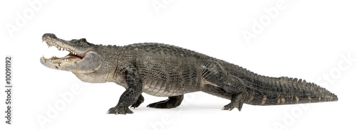 American Alligator in front of a white background