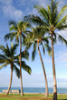 Tall coconut trees at  a beach in  Oahu, Hawaii