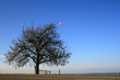 Baum
