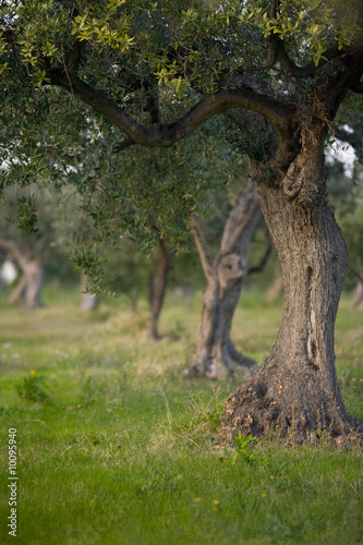 Photo: alberi d'ulivo alberi d'ulivo