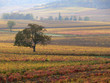 paysage de bougogne